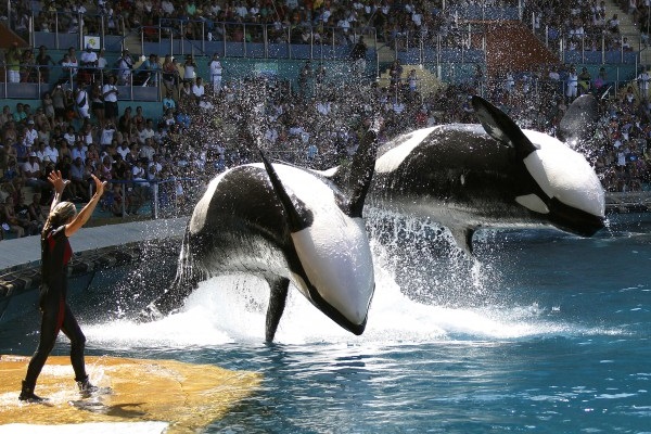 Blackfish - Fúria Animal | Blackfish